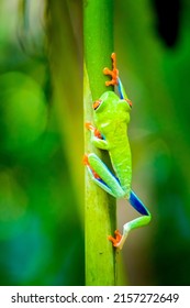 Rotaugenlaubfrosch in seinem natürlichen Lebensraum in Costa Rica. Tropische Regenwaldtiere. Bunter Frosch lokalisiert in einem hellgrünen Hintergrund.