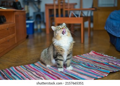 Siberische kat likt zijn snorharen, denkend aan eten. Harige kat. Hypoallergene kat.
