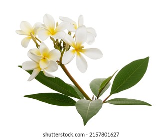 Weiße Plumeria-Blumen (Frangipani), duftende weiße Blume, die auf Zweig blüht, isoliert auf weißem Hintergrund, mit Beschneidungspfad