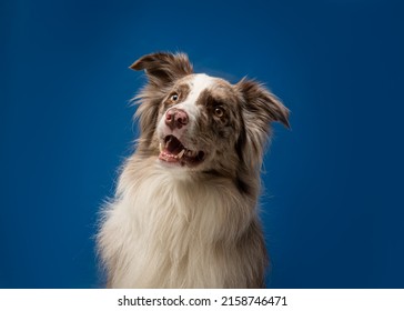 Un primer plano de un perro posando frente a una pared azul oscuro