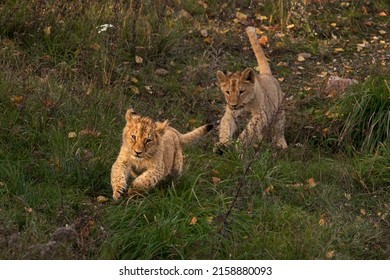 A selective of lion cubs in a field