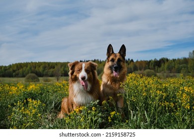 Mooie Duitse en Australische herders zitten in een koolzaadveld en glimlachen. Charmante rashonden in bloeiend geel veld in bloemen in de zomer of het late voorjaar. Beste vrienden op wandeling.
