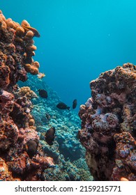 Uma vista vertical do oceano com belos corais e peixes subaquáticos.