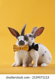 dua kelinci lucu dengan latar belakang kuning cerah di busur. binatang lucu