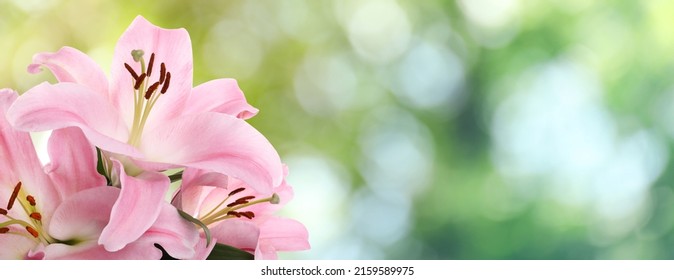 Schöne rosafarbene Lilienblumen im Freien an sonnigen Tagen, Platz für Text. Banner-Design