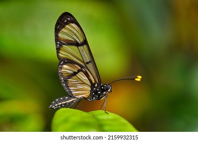 Methona confusa, ala de cristal gigante, mariposa sentada en la licencia verde en el hábitat natural, Colombia. Mariposa de cristal transparente con flor amarilla, vida silvestre natural, América del Sur.