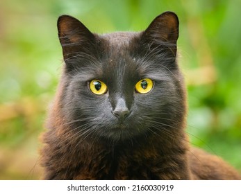 Chân dung của một con mèo đen với đôi mắt vàng, ngày nhiều mây vào mùa xuân, nền xanh
