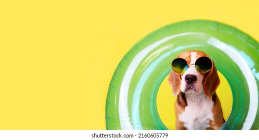 Un perro beagle con gafas de sol y un círculo de natación inflable sobre un fondo amarillo. Bandera. El concepto de unas vacaciones de verano junto al mar. Copie el espacio. Bosquejo