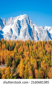 Beautiful autumnal landscape with the wood and the Monte Rosa (Pink Mount) in Aosta Valley, Italy