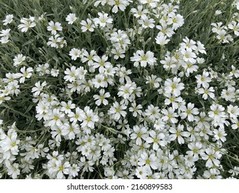 Sneeuw in de zomer bloem is een alpentuin mooie witte bloem in de Engelse cottage tuin in de zomer onderhoudsarme tuin meerjarige bloem rotstuin vlinder en bijenbloem