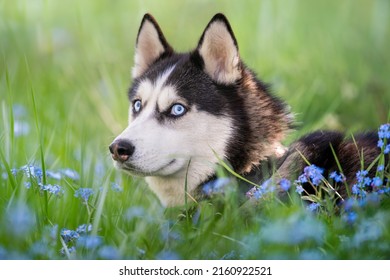 面白い犬。青い目のシベリアン ハスキーの肖像画は、ワスレナグサの間で狡猾に横に見えます。