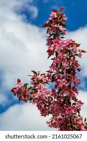 白い雲と青い空を背景にアップル マルス 'Makowieckiana' の紫色の花。春の庭に濃いピンクの花。この木は「ニーツヴェツキャナ」リンゴの木の交配種です。セレクティブ フォーカス