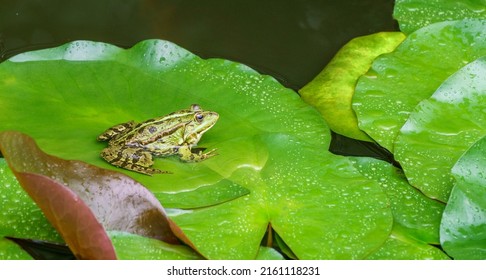Katak Hijau Rana ridibunda (pelophylax ridibundus) duduk di atas daun teratai di kolam taman. Daun teratai air ditutupi dengan tetesan air hujan. Habitat alami dan konsep alam untuk desain