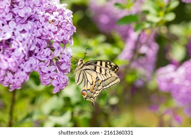 Schaarse zwaluwstaart (Iphiclides podalirius) vlinder macro geschoten op een plant drinken nectar.