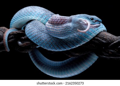 Ular viper biru di cabang dengan latar belakang hitam, ular viper siap menyerang, ular insularis biru, closeup hewan