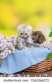 El cachorro de Yorkshire terrier y el pequeño gatito se sientan juntos dentro de una canasta entre flores lilas
