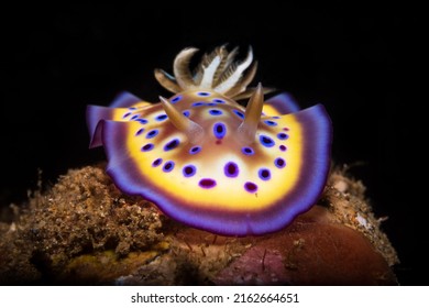 Goniobranchus geminus o babosa de mar gema puede alcanzar un tamaño máximo de 5 cm de longitud. Tiene cuatro líneas distintivas de colores alrededor del borde del manto.
