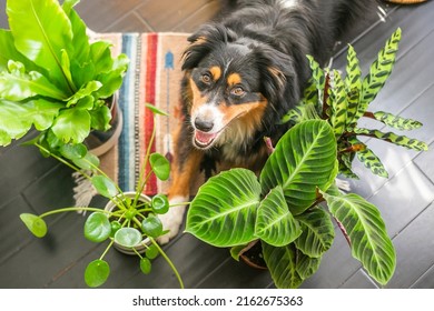Hond in kamerplanten Boho Home