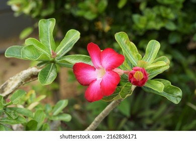 緑の葉に咲く熱帯気候からのアデニウム・オベスムの花、デザート・ローズ、インパラ・リリーの美しい接写