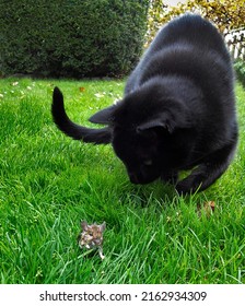 黒猫が草むらでねずみを狩っています。緑の草と濃い緑の背景、庭での追跡イベント。