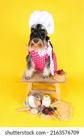 miniature schnauzer cooking chef with  pancake  in yellow background