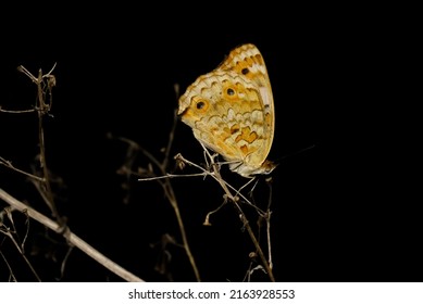 beautiful black gray brown butterfly, this photo was taken at night
