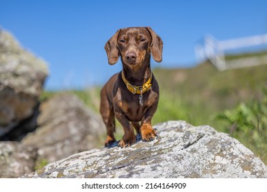 Dachshund miniatura de pie sobre una roca
