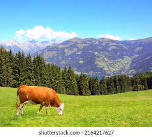 Koeien grazen in een bergweide in de bergen van de Alpen, Tirol, Oostenrijk. Uitzicht op het idyllische berglandschap in de Alpen met groen gras en rode koe op zonnige dag. Europees berglandschap