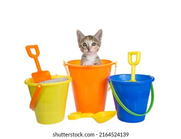 Lindo pequeño gatito Calico tabby mix saliendo de un cubo de arena de juguete con cubos de arena para gatos con palas de colores, aislado en blanco. Divertidas payasadas de animales, tema de verano.