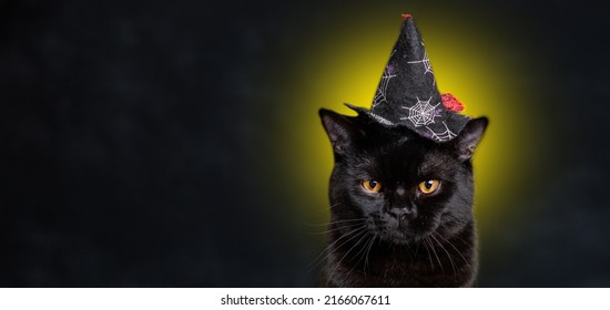 月明かりを背景にハロウィーン用の帽子をかぶった黒猫のポートレート。テキスト用の空白