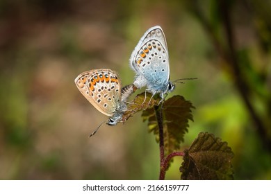 Een paar van de met zilver bezaaide blauwe vlinders, een bruin vrouwtje en een blauw mannetje zitten rug aan rug op een parend blad. Onscherpe achtergrond. Zonnige zomerdag.