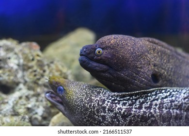 Moray Eel peces en primer plano de acuario