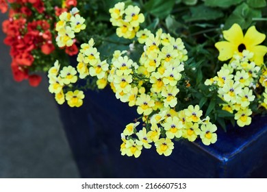 Summer blossoming delicate Nemesia or Sansatia flowers. This flower was named after Nemesis, the Greek goddess of retribution.