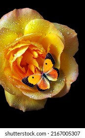 kleurrijke oranje vlinder op een felgele roos in druppels dauw geïsoleerd op zwart. gele roze bloem in druppels water. vlinder en bloemen