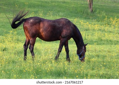 Een bruin paard graast in een weiland. Weide vol gele bloemen. Dier in de natuur. Weiland voor paarden.