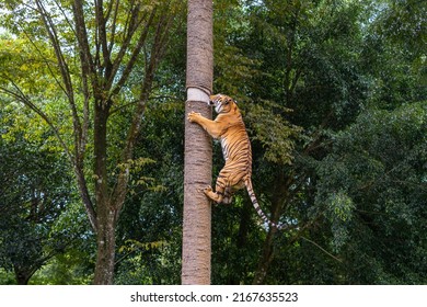 Panthera tigris tigris - Bengal Tiger have ability to climb and hunt its prey on a high place