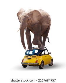 Elefante africano grande y pesado aplasta un coche pequeño, concepto de imagen de medios mixtos aislado en blanco