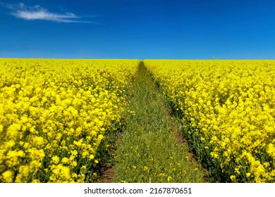 Un estrecho camino transitado que conduce a la distancia con hierba seca y suelo gris, está rodeado de campos de primavera floridos amarillos con colza alta bajo un cielo azul nublado