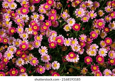 Sommerblüte Gänseblümchen Gartenfarbe