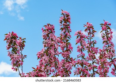 青い空を背景にアップル マルス 'Makowieckiana' の紫色の花。春の庭に濃いピンクの花。この木は「ニーツヴェツキャナ」リンゴの木の交配種です。セレクティブ フォーカス