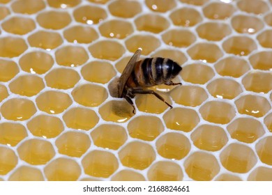 Een close-up zijprofiel van een eenzame Buckfast-honingbij, die een cel van haar kam vult met nectar.