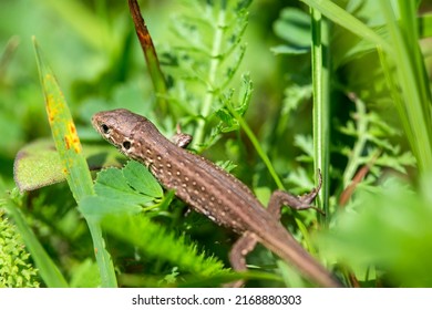 Little lizard reptile in green grass - picture made in Romania