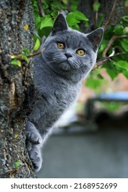 Gatito británico de pelo corto en un árbol en verano