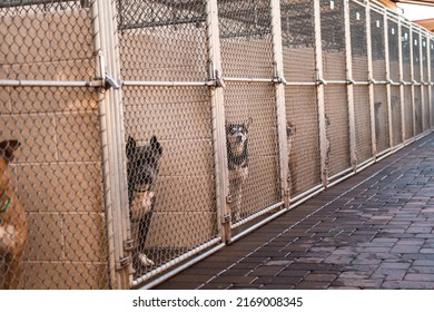 アニマルシェルターの犬小屋のケージに複数の犬がいる 過密状態の救助シェルター