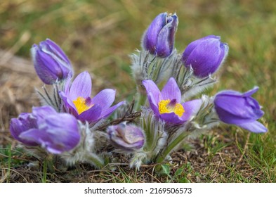 Küchenschelle. Schöne blaue Blume der größeren Pasque-Blume oder Pasqueflower auf der Wiese, im lateinischen Pulsatilla Grandis