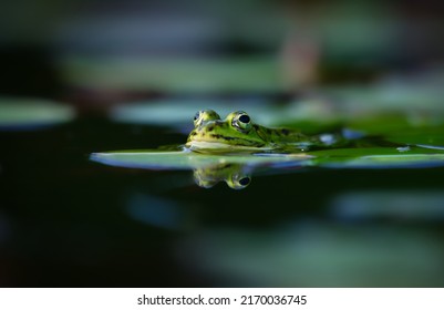 Katak yang dapat dimakan adalah spesies katak Eropa yang umum, juga dikenal sebagai katak air biasa atau katak hijau. Ini digunakan untuk makanan, terutama di Prancis untuk kaki kodok yang lezat.