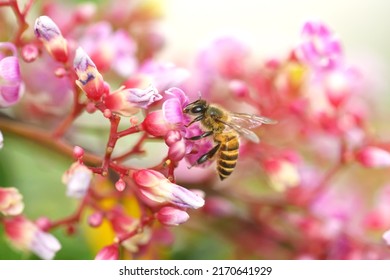 Een schattige honingbij die de sterfruitbloemen bezoekt en nectar verzamelt. Mooie roze bloesems en de bij vullen elkaar aan. Een perfect zomergevoel op deze foto.