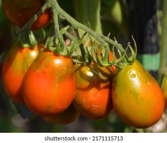 Jersey Devil Tomate Bio. Ongewéinlech an interessant, d'Feiermotor rout, 4-6 Zoll, spitzen Tipp Fruucht hunn d'Form vun engem Bratpfeffer.