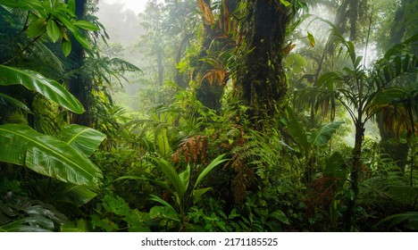Selva tropical en América Central