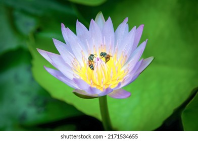 紫と黄色のハスに蜂が群がる花粉。